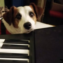 Stały bywalec Lucky lubi ze mną po muzykować.