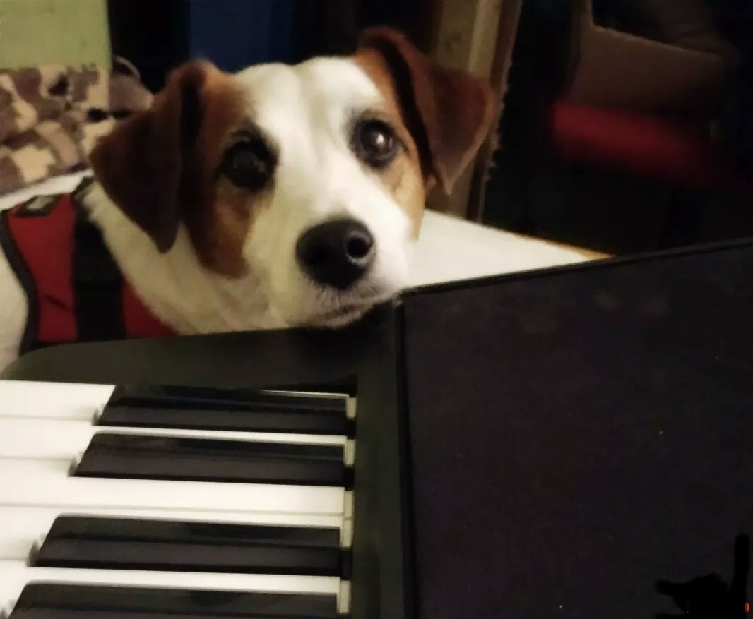 Stały bywalec Lucky lubi ze mną po muzykować.