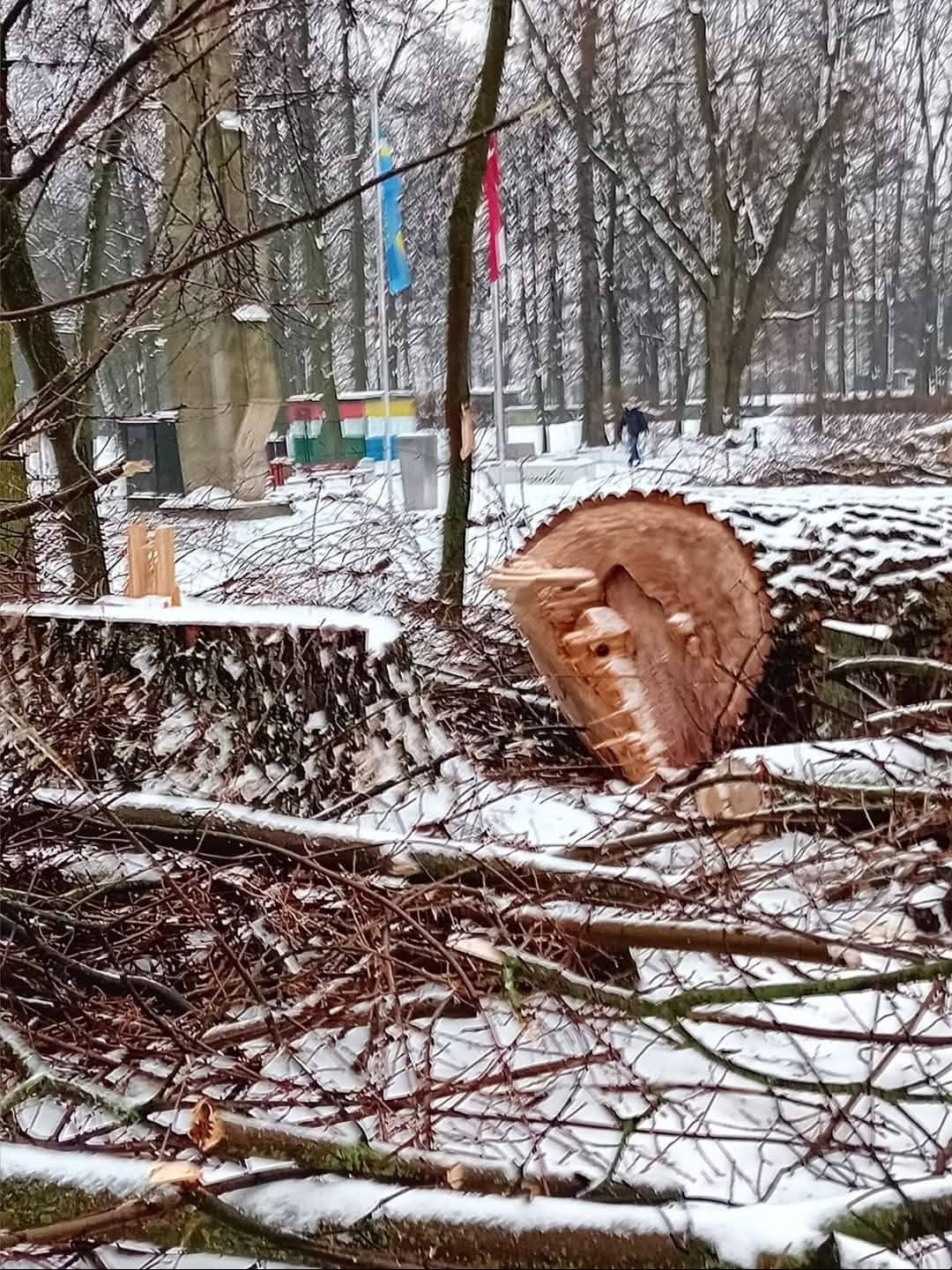 Ścięty pień drzewa pokryty śniegiem w zimowym parku, w tle widoczne drzewa, flagi i osoba. Ślady po wycince drzewa.