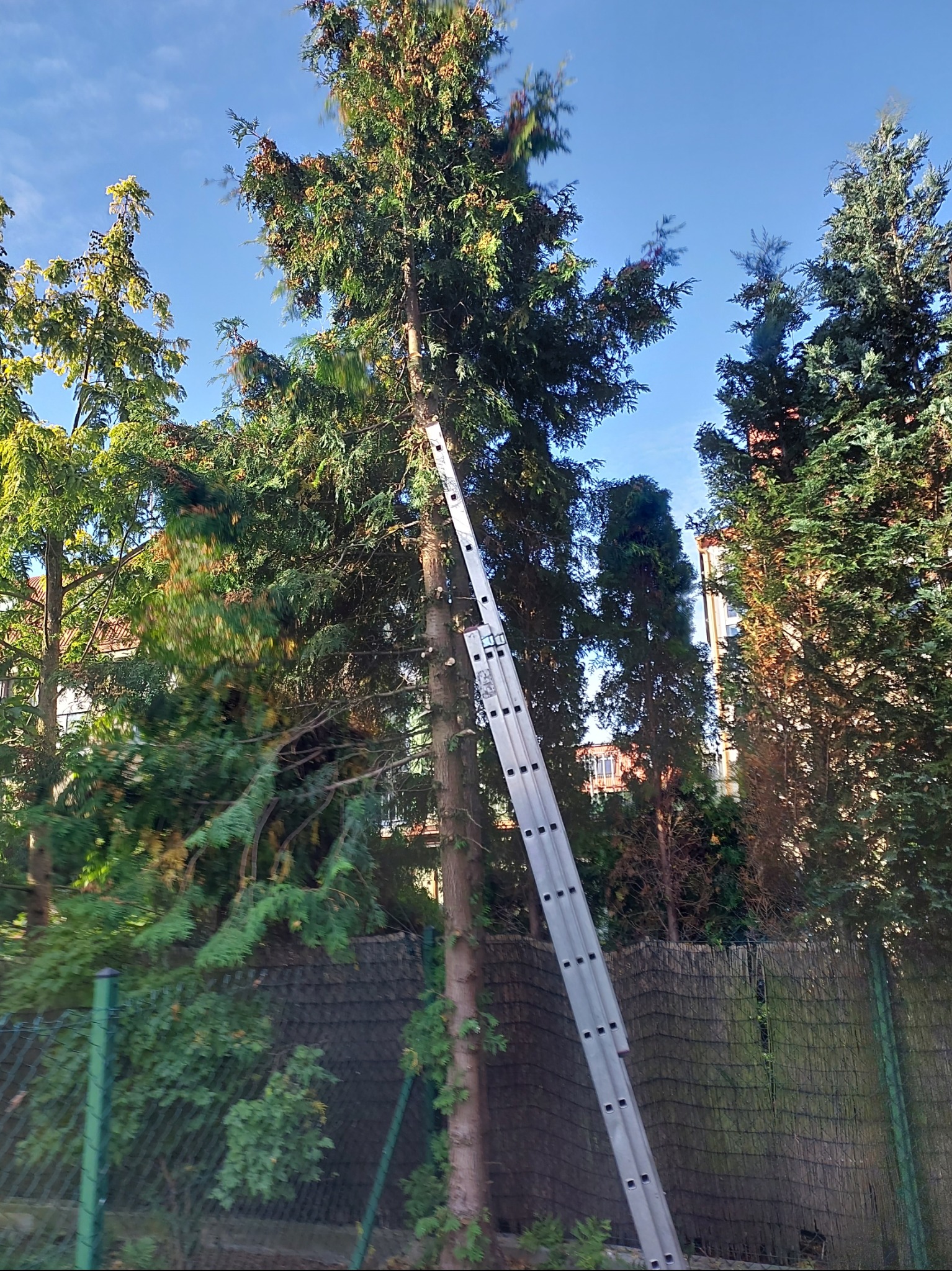 Drabina oparta o wysokie drzewo iglaste z widocznymi śladami przycinania gałęzi, na tle innych drzew i błękitnego nieba. Prace ogrodnicze w toku.