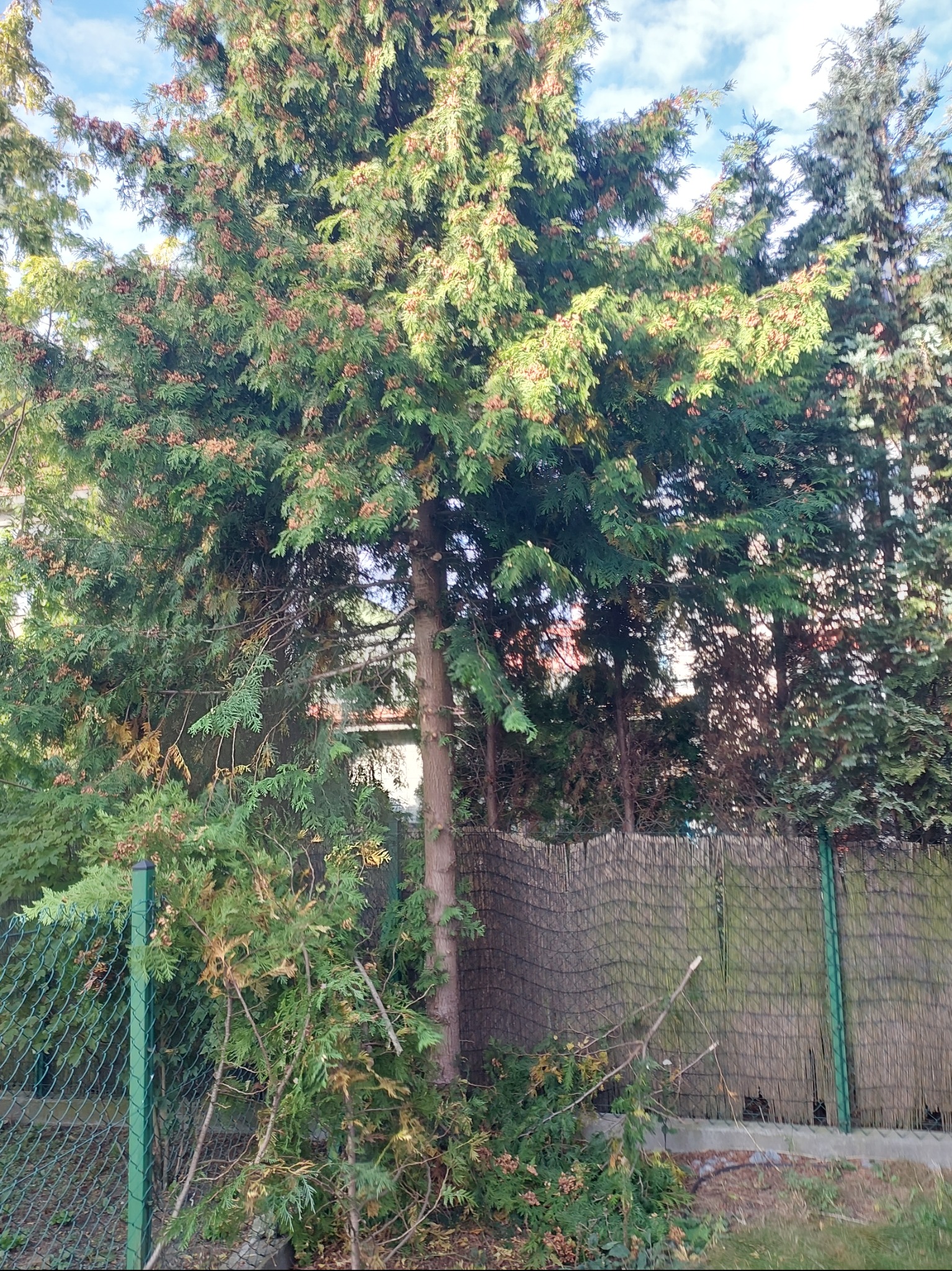Duży, gęsty tuja z brązowymi szyszkami w Wesołej, widoczny za zielonym ogrodzeniem z siatki i bambusowym płotem. Część gałęzi leży na ziemi.