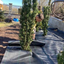 Grupa BNK BARTŁOMIEJ NOWAKOWSKI - Układanie agrowłókniny wokół posadzonych drzewek iglastych. Mężczyzna w trakcie pracy, widoczne rolki materiału i fragment ogrodu z ogrodzeniem.