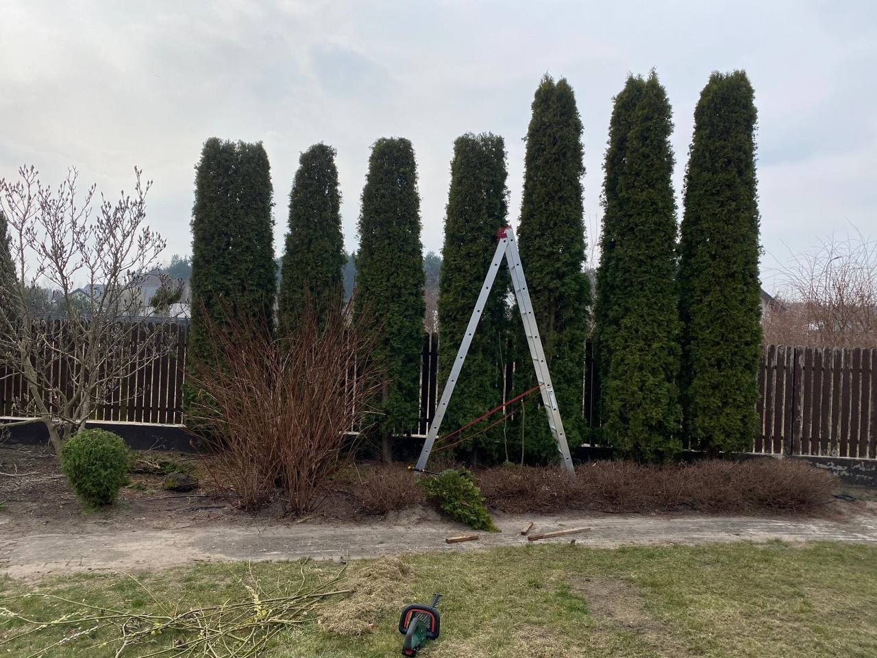 Przycięte tuje w rzędzie, drabina oparta o jedną z nich, gałęzie na ziemi i sekator. Prace ogrodowe w toku, widok na brązowy płot i drzewa w tle.