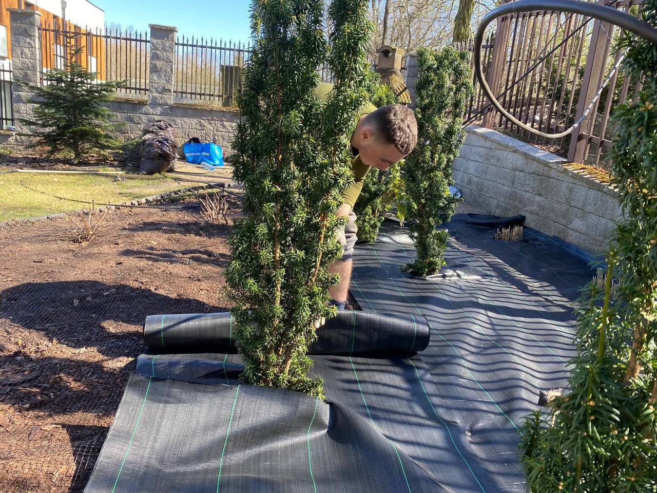 Układanie agrowłókniny wokół posadzonych drzewek iglastych. Mężczyzna w trakcie pracy, widoczne rolki materiału i fragment ogrodu z ogrodzeniem.