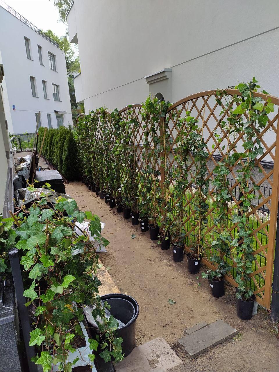 Montaż drewnianej kraty z pnącą roślinnością w donicach, tworzącej zielony parawan wzdłuż ścieżki. Widoczne budynki w tle i przygotowane sadzonki.