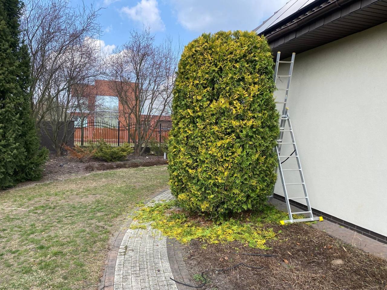 Przycięty, wysoki tuja szmaragdowa z drabiną opartą o ścianę domu. Ślady cięcia na ziemi. Kamienny chodnik i trawnik w tle. Słoneczny dzień.