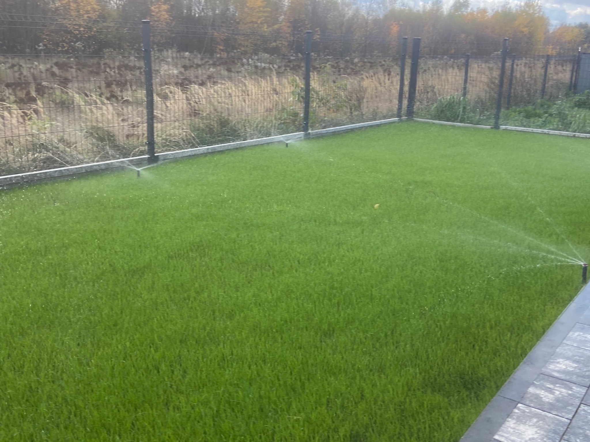 Intensywnie zielony trawnik z automatycznym systemem nawadniania w narożnym ogrodzie, otoczonym nowoczesnym ogrodzeniem panelowym i roślinnością w tle.