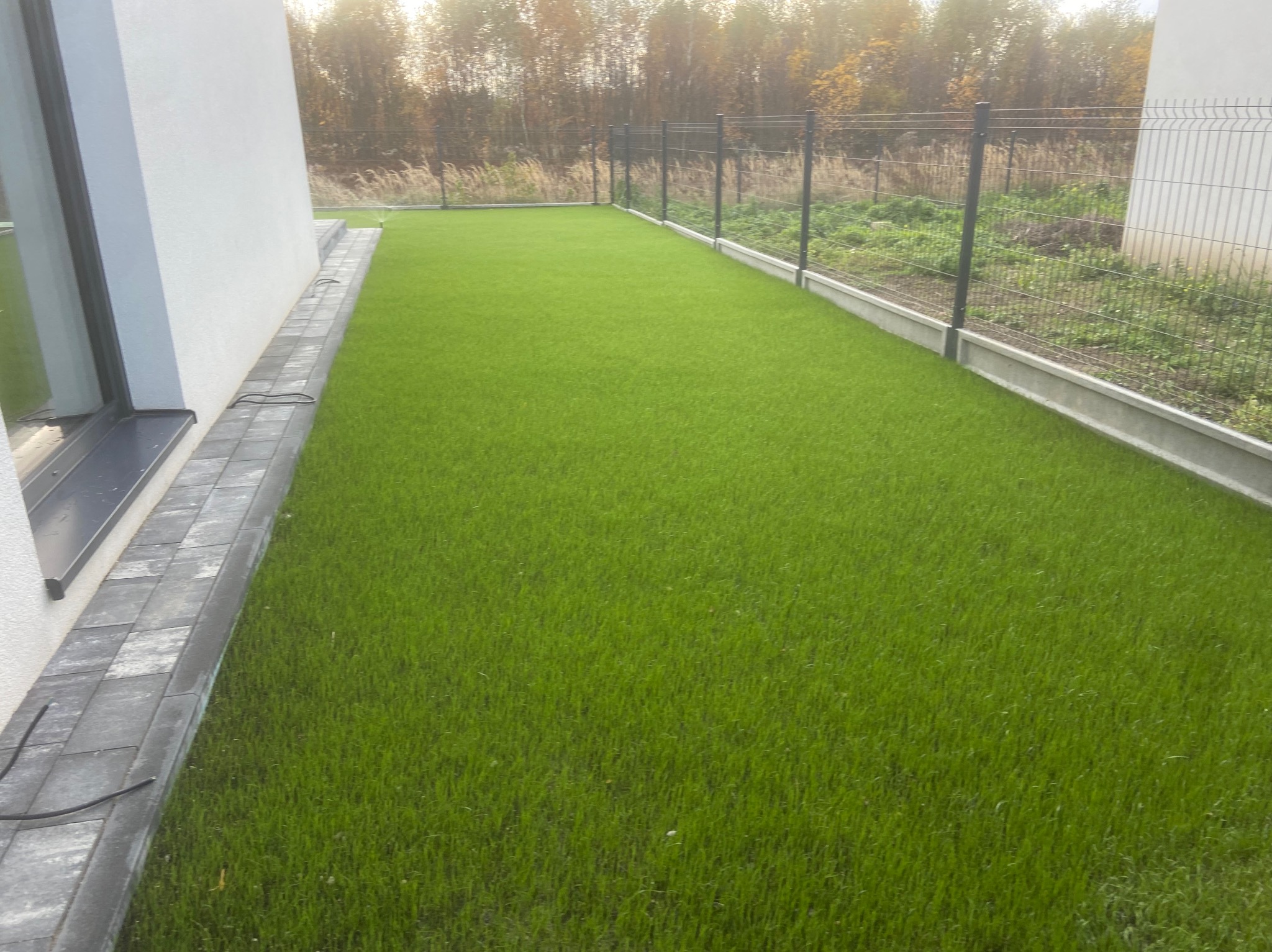 Świeżo ułożona, intensywnie zielona trawa z rolki przylega do nowoczesnego domu z szarą kostką brukową i ogrodzeniem panelowym. Jesienne drzewa w tle.