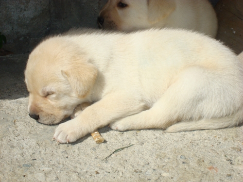 Śpiący szczeniak labradora o jasnej sierści leży na betonowej powierzchni w słoneczny dzień, obok leży mały patyk.