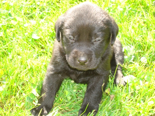 Śpiący szczeniak rasy labrador leży na trawie w słoneczny dzień.