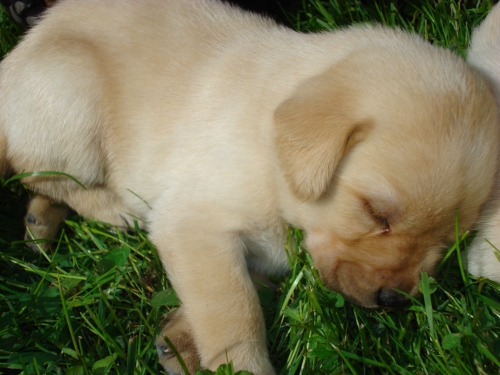 Szczeniaki labrador labradory po Championie