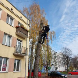 Bezpieczna wycinka drzew 