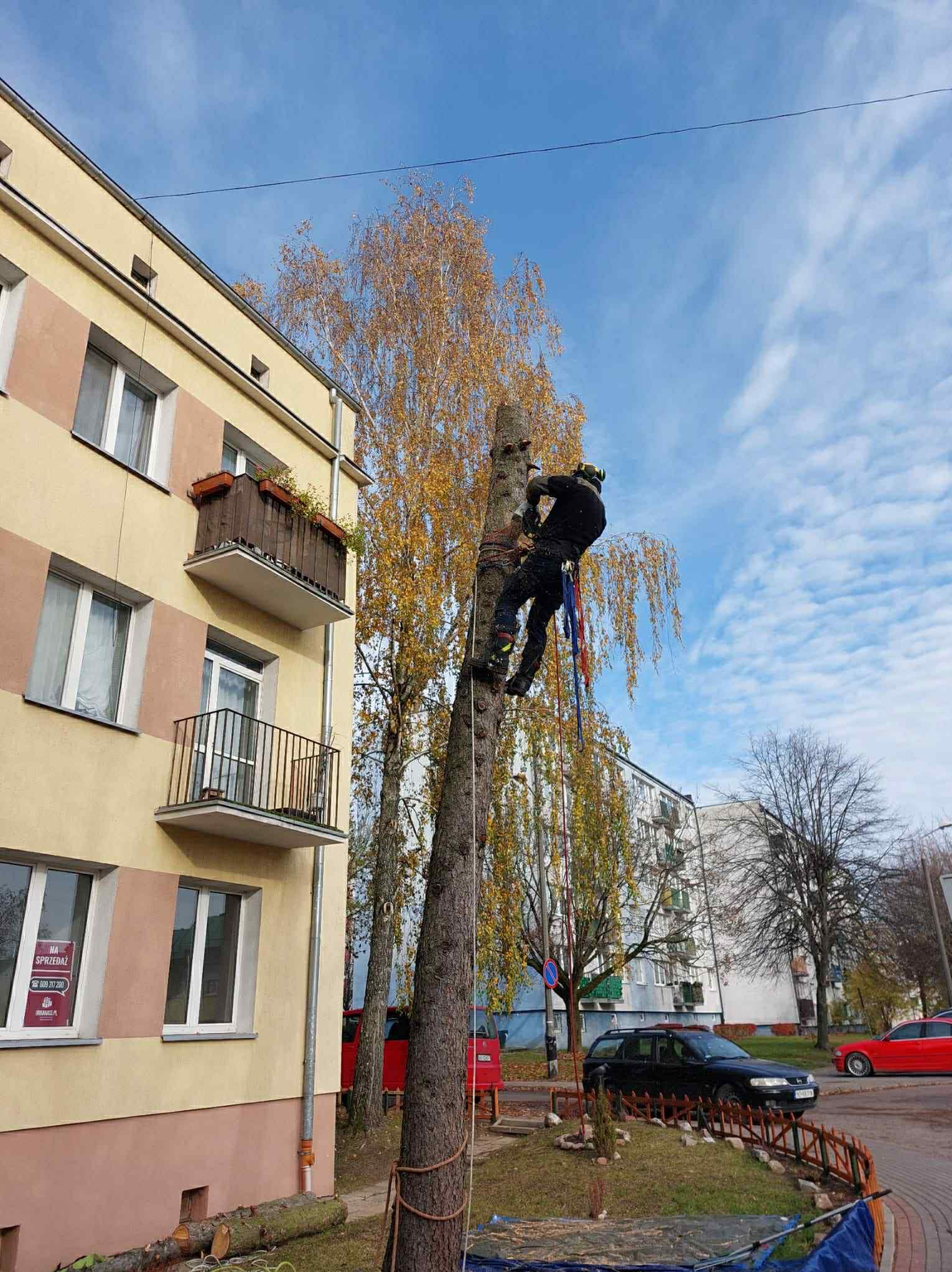 Bezpieczna wycinka drzew