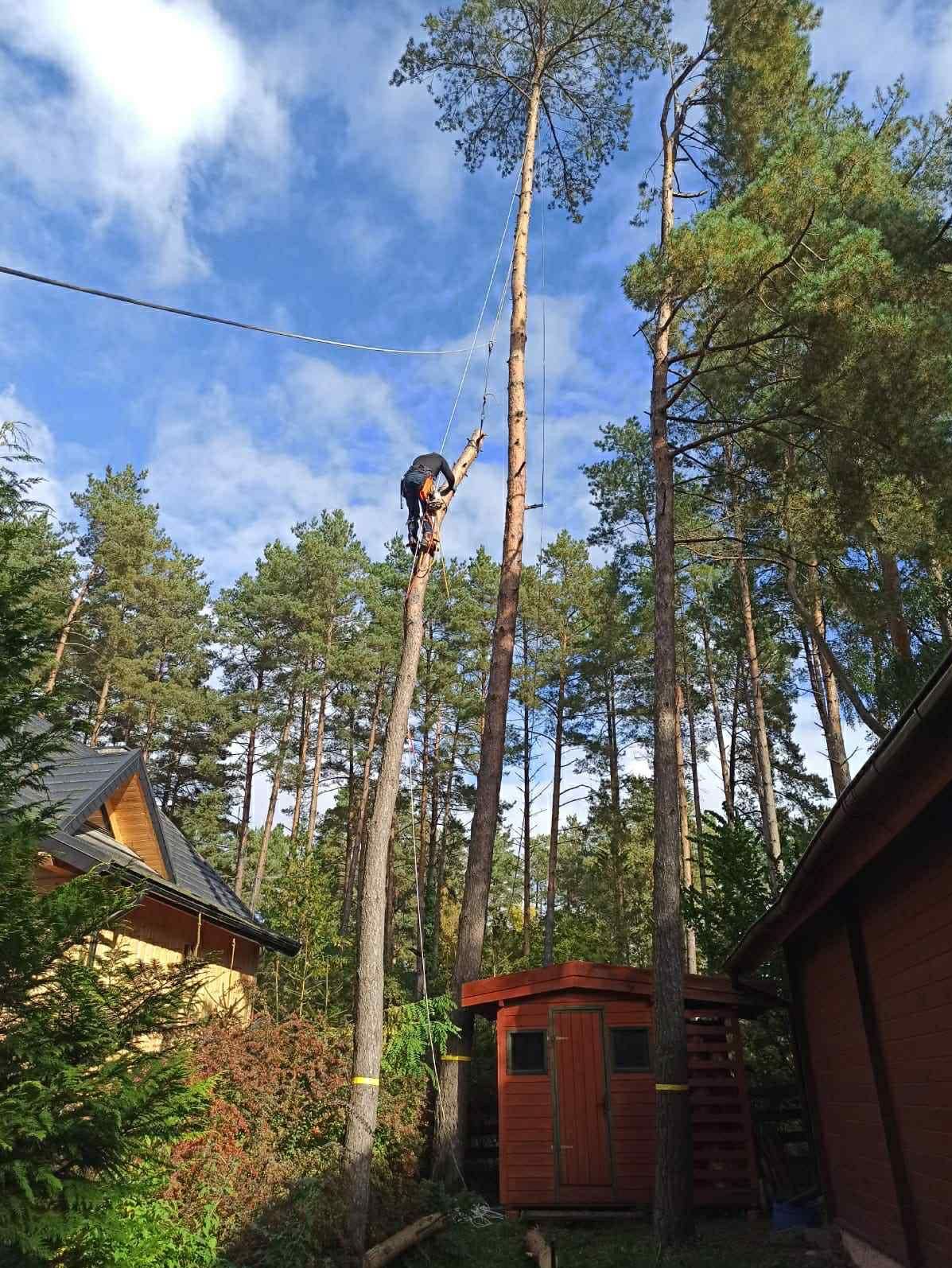 Arborysta w trakcie wycinki drzewa na wysokości, zabezpieczony linami, w tle zabudowa leśna i błękitne niebo z chmurami.