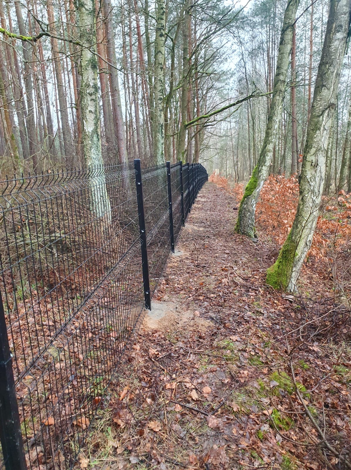 Czarna siatka ogrodzeniowa panelowa, zamontowana w lesie, biegnąca wzdłuż ścieżki pokrytej liśćmi. Słupki ogrodzenia osadzone w betonie.