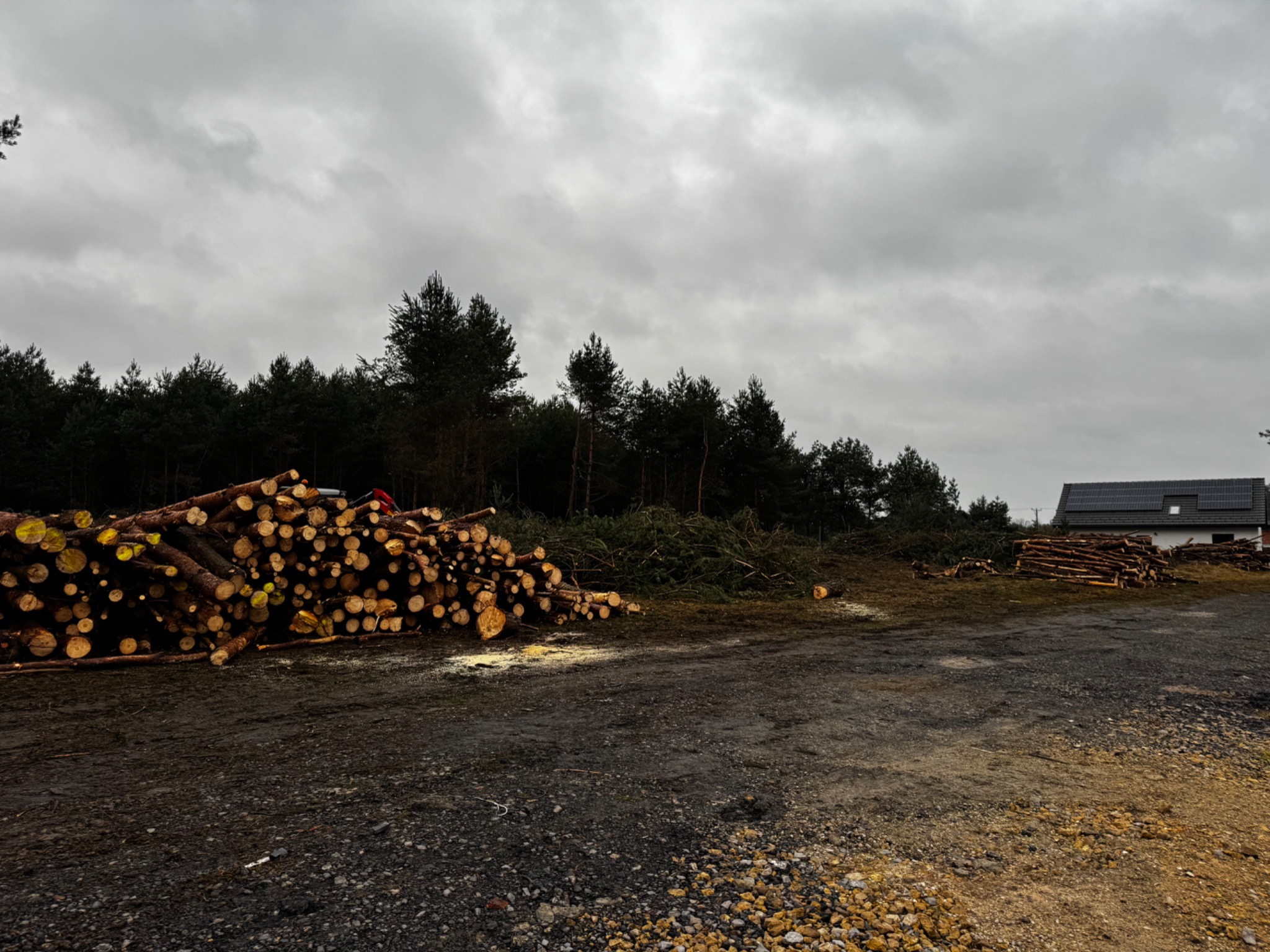 Stos ściętych pni drzew iglastych na placu składowym, w tle las i budynek z panelami słonecznymi, pochmurne niebo.