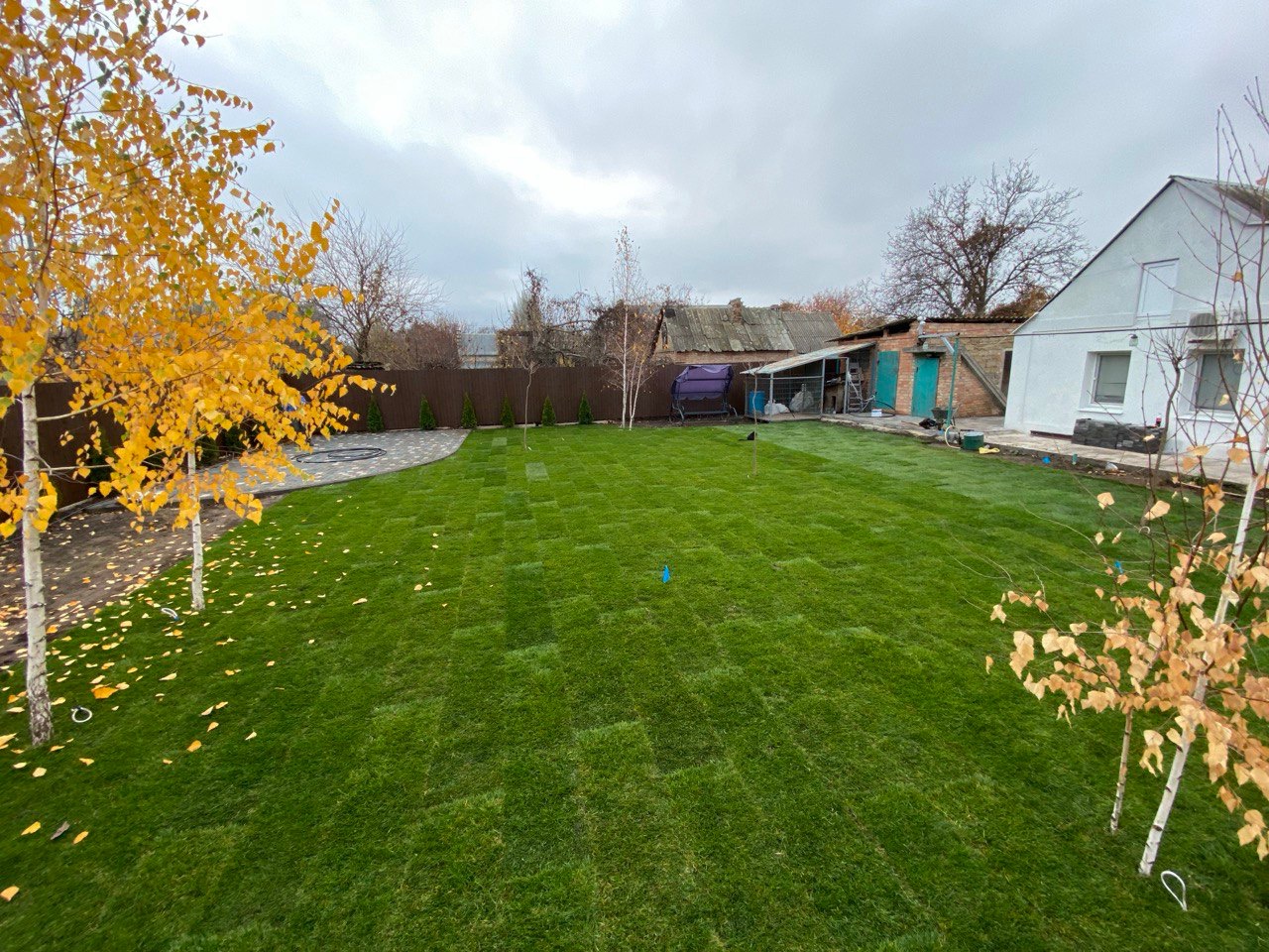 Świeżo ułożona trawa z rolki w ogrodzie, widok z góry. Brzozy z żółtymi liśćmi po bokach, w tle budynki gospodarcze i brązowe ogrodzenie. Część trawnika jeszcze w rolkach.