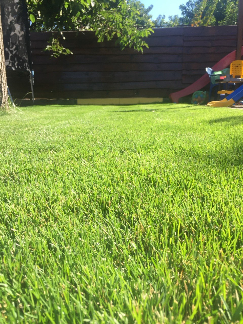 Soczysta, zielona trawa w ogrodzie, z drewnianym płotem w tle i elementami placu zabaw. Słoneczny dzień, trawa równo skoszona, widok z niskiej perspektywy.