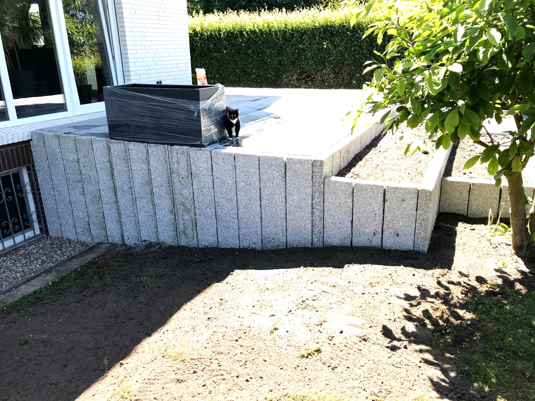 Wykończony taras z jasnoszarej kostki granitowej, z podwyższonymi rabatami. Czarny kot przy donicy w folii. Widok na trawnik i krzewy w tle, jasne światło słoneczne.