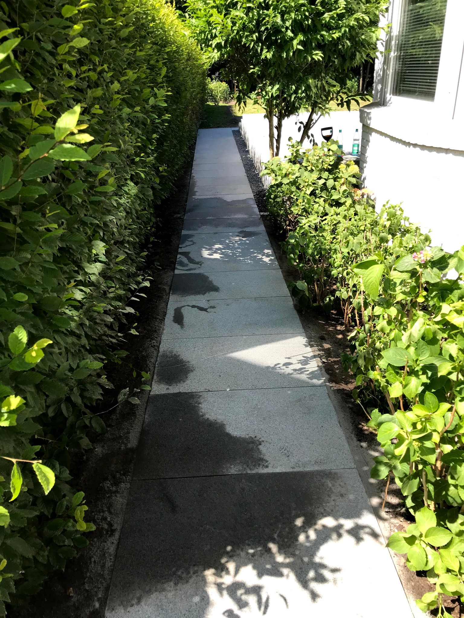 Ścieżka z szarych płyt prowadząca wzdłuż zielonego żywopłotu i krzewów, oświetlona słońcem, z widocznymi cieniami drzew. Płyty ułożone równo, tworzą prostą linię.