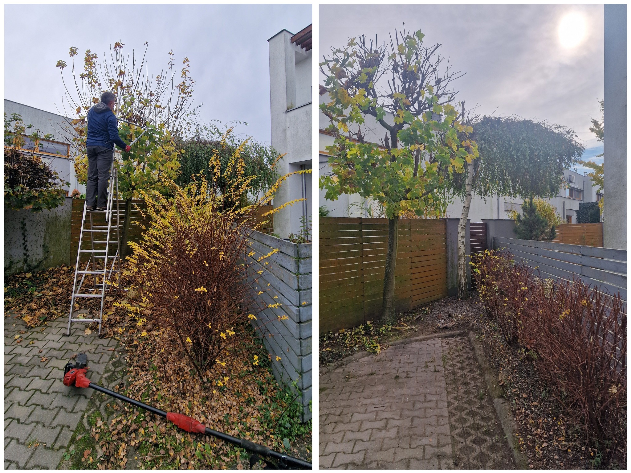 Przycięcie Gałęzi Oraz Krzewów