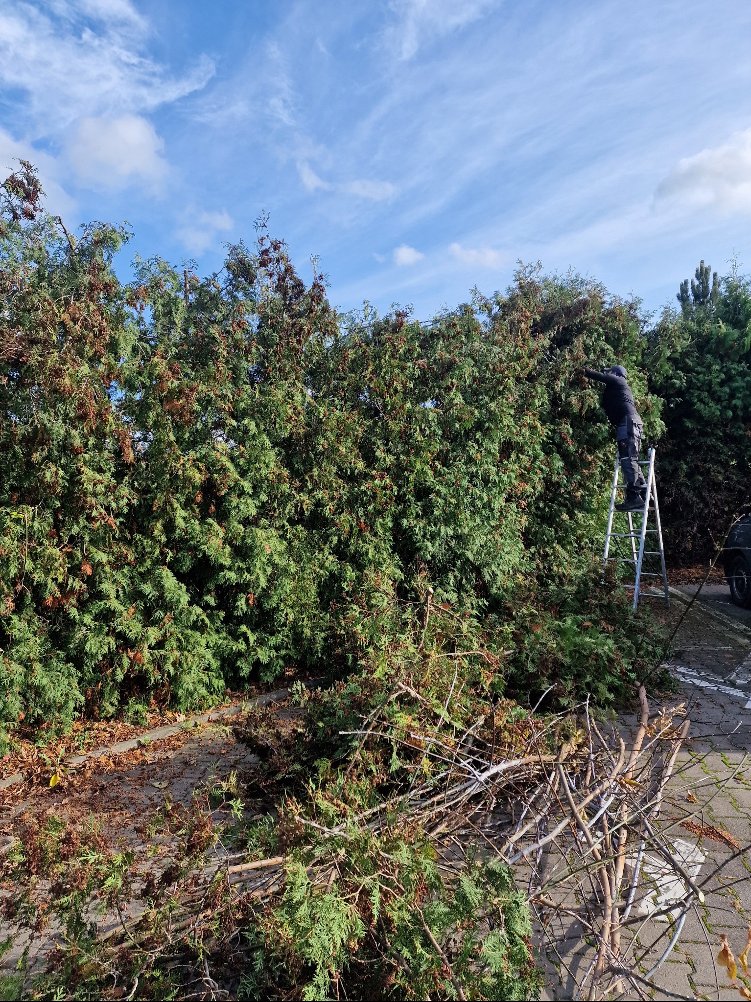 Przycięcie Tui + Wycinka Gałęzi