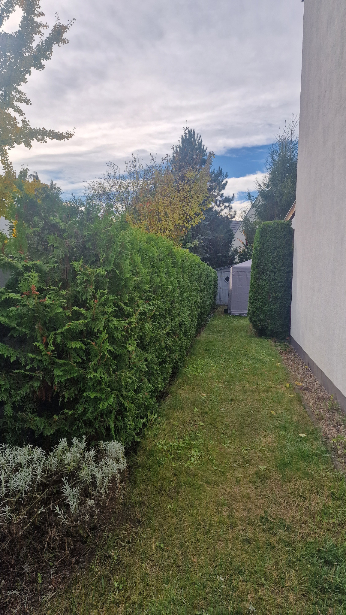 Formowanie Tui, Opieka nad Ogrodem.