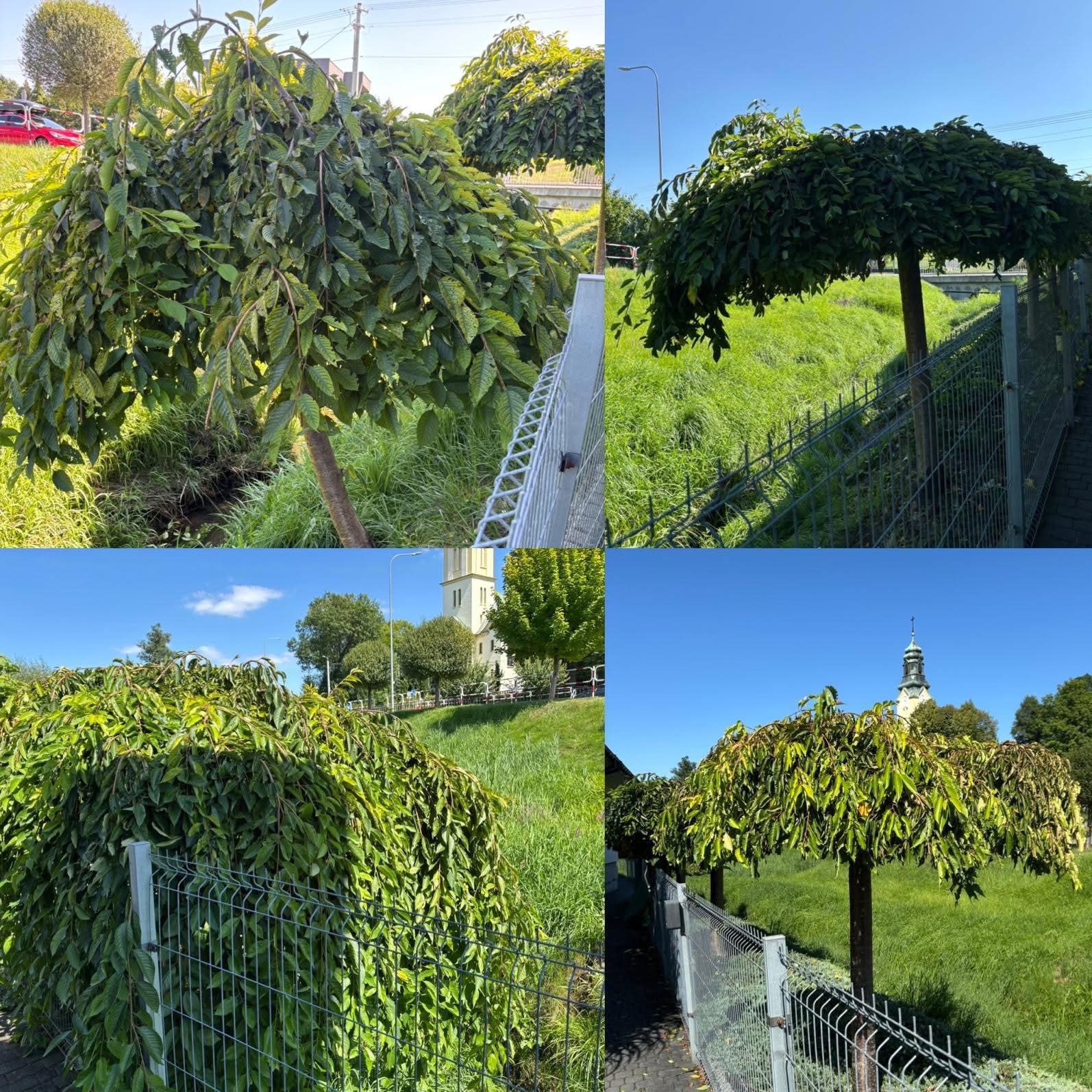 Kompilacja czterech ujęć przyciętego drzewa ozdobnego z koroną w kształcie parasola, rosnącego w trawie obok metalowego ogrodzenia. W tle widoczny kościół.