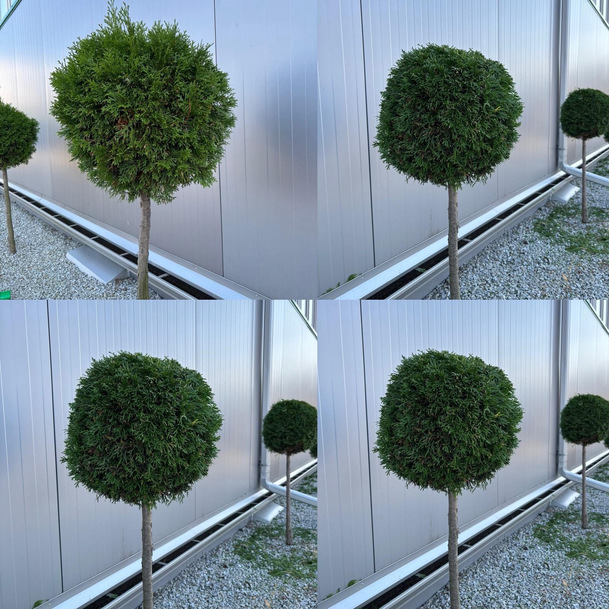 Formowane tuje na pniu w kształcie kul, ustawione wzdłuż metalowego ogrodzenia. Widoczne kamyki i system odwadniający. Estetyczne wykończenie ogrodu.