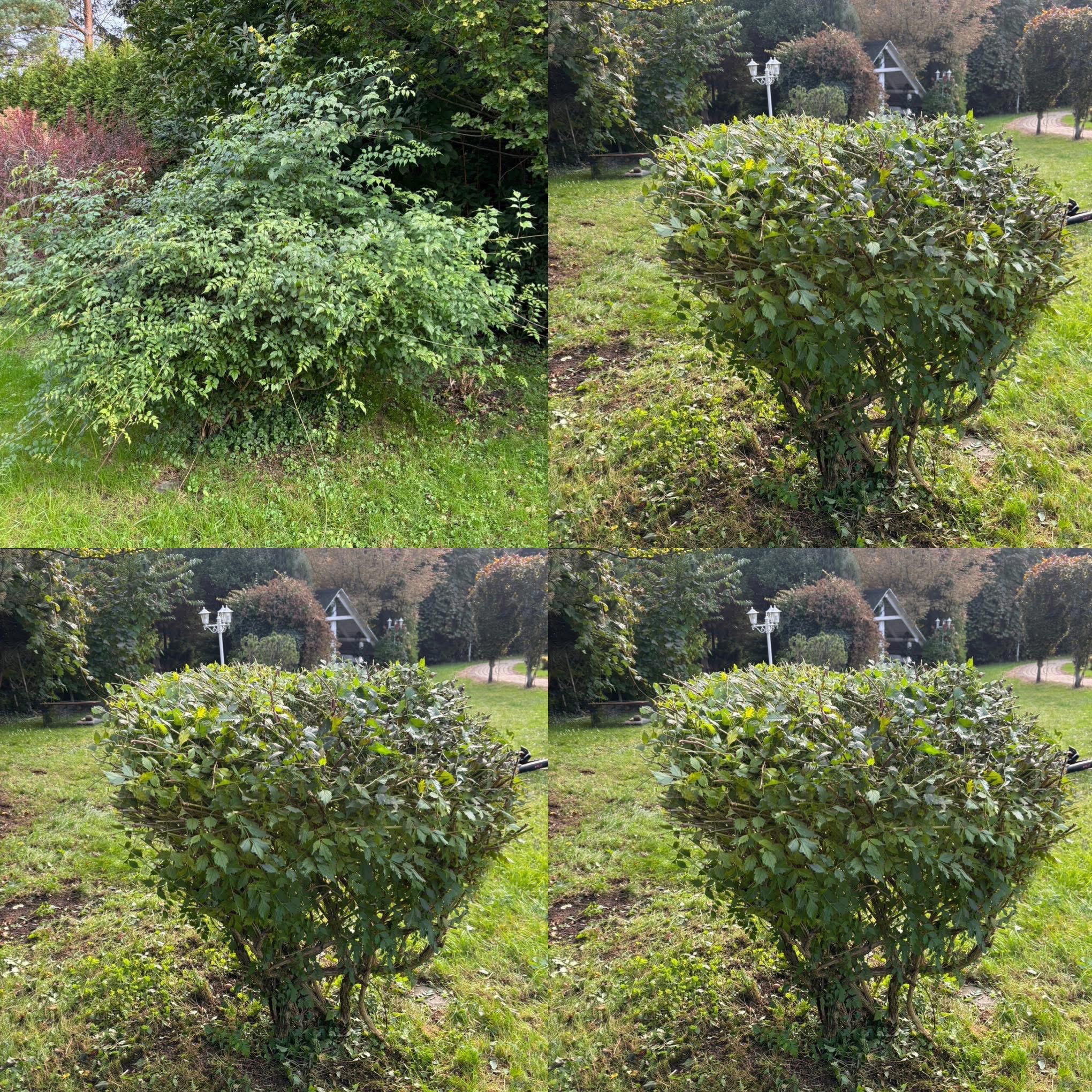 Kadr 'przed i po' przycinania krzewu w ogrodzie. Po lewej stronie bujny, nieprzycięty krzew, po prawej - krzew po formowaniu, z widocznymi śladami cięcia na trawie.