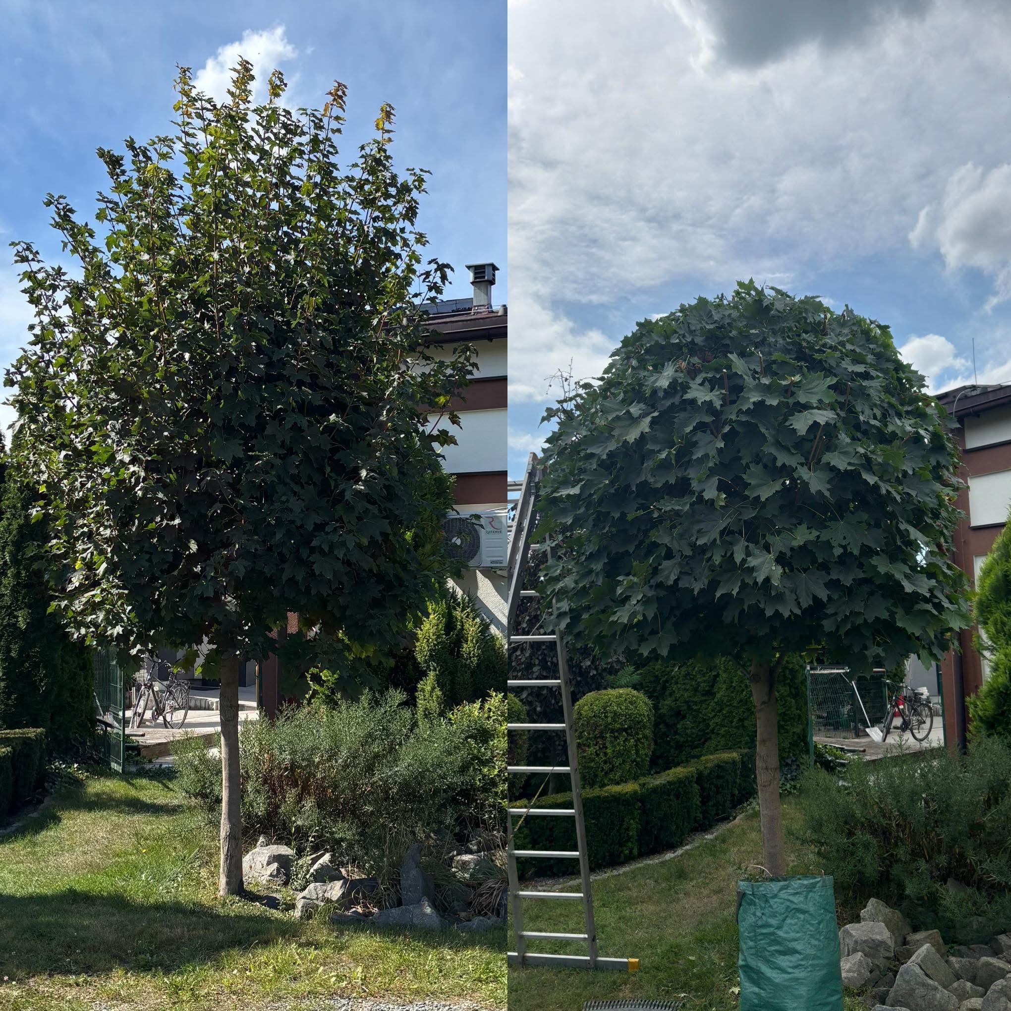 Zdjęcie 'przed i po' przycięcia drzewa na kształt kuli. Po lewej drzewo przed, po prawej drzewo po przycięciu, z drabiną opartą o pień. Tło: budynek i niebo.