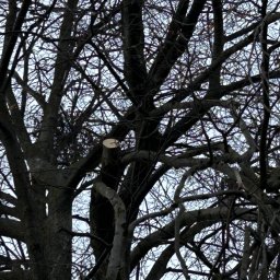 Przycinanie drzew Rogowo 1