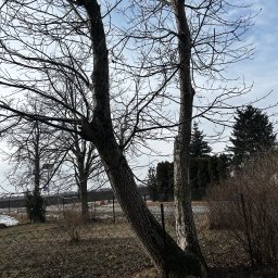 Łukasz Cielicki - Usługi w ogrodzie Rypin