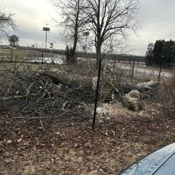 Przycinanie drzew Rogowo 4