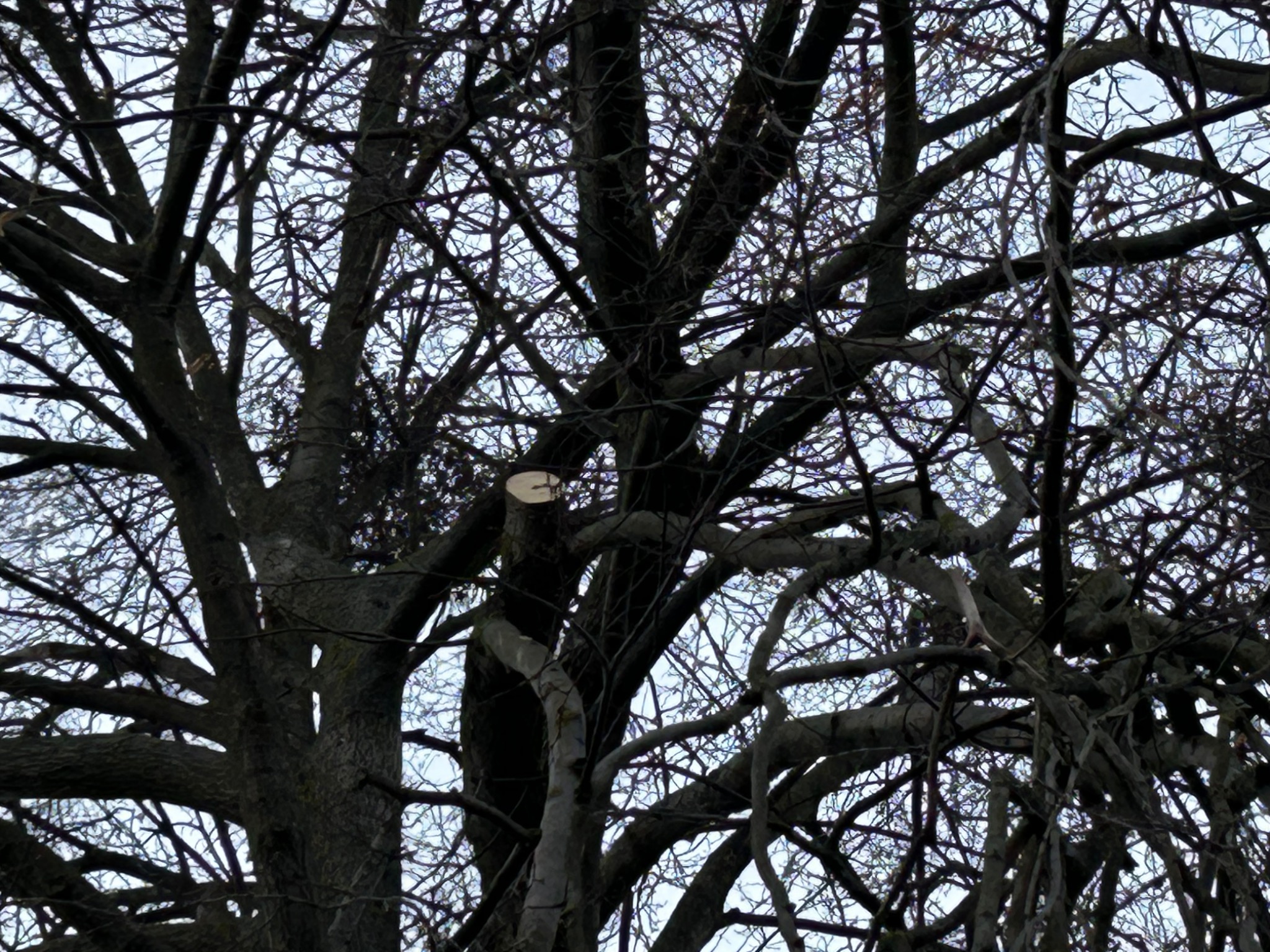 Gęsta korona drzewa z widocznym świeżym cięciem gałęzi na tle jasnego nieba. Widok z dołu, ukazujący splątane gałęzie.
