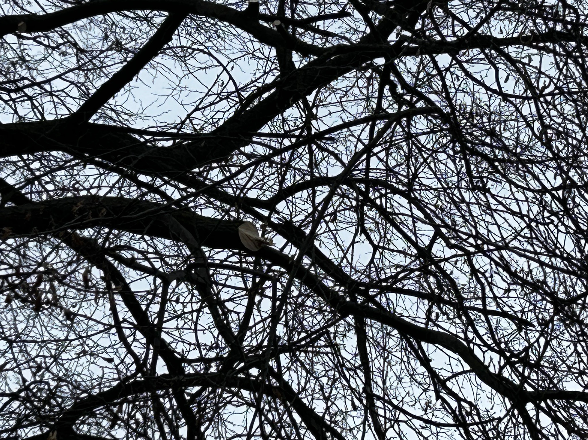 Silne kontrasty: ciemne gałęzie drzewa na tle jasnego nieba. Widoczne ślady po przycięciu gałęzi. Ujęcie z dołu, podkreślające strukturę drzewa.