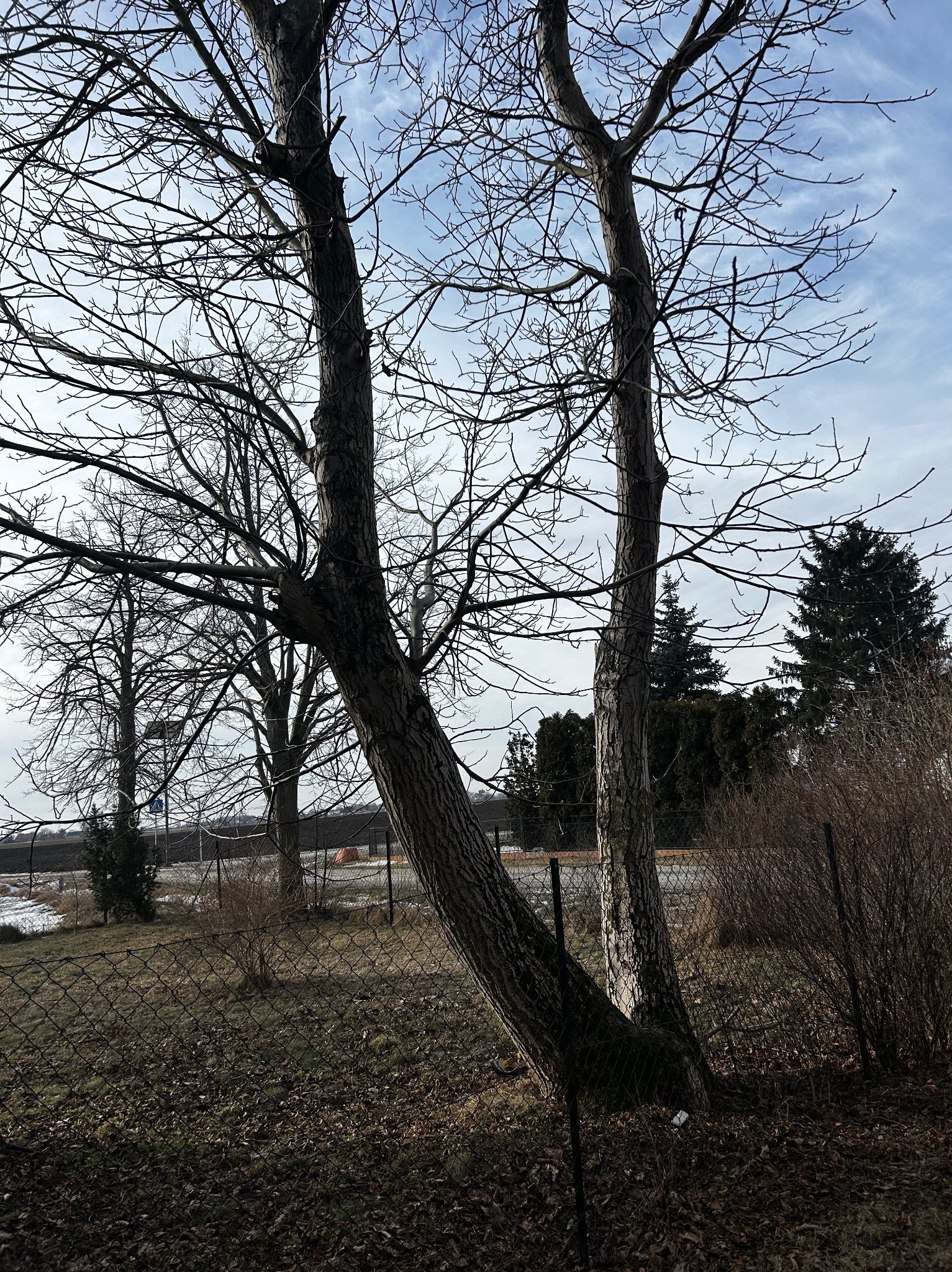 Dwa drzewa bez liści, rosnące blisko siebie, z widoczną korą i gałęziami na tle błękitnego nieba. W tle inne drzewa i krzewy, a także fragment ogrodzenia.