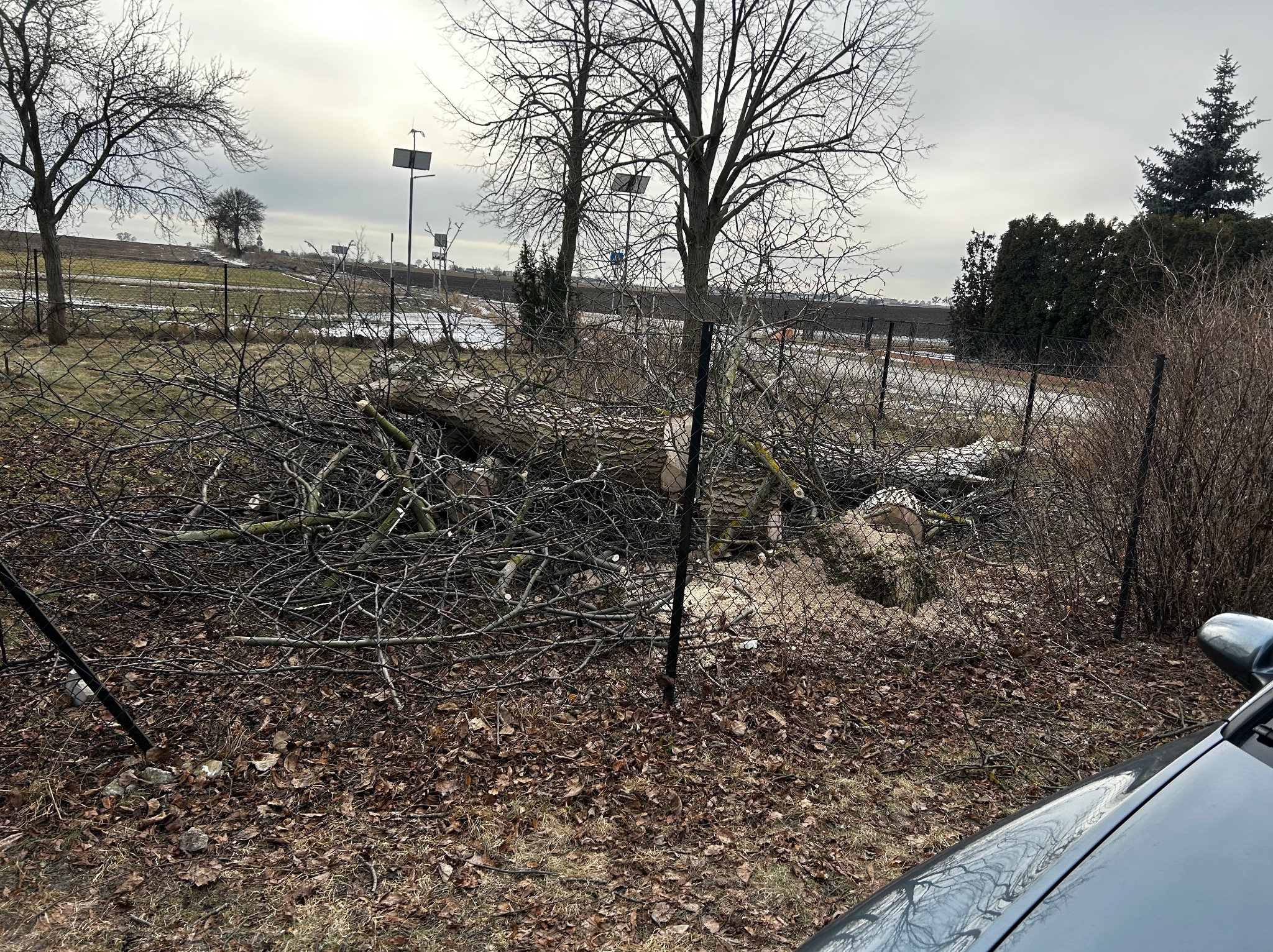 Ścięte drzewo leżące na ziemi, widoczne gałęzie i trociny. W tle krajobraz z polami i drzewami pod pochmurnym niebem. Część samochodu w prawym dolnym rogu.