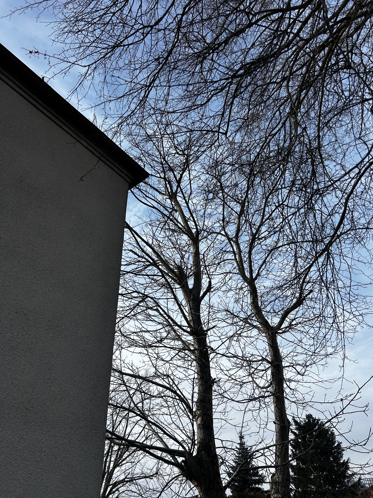 Fragment budynku z szarego tynku, na tle bezlistne drzewa i błękitne niebo. Ujęcie z dołu, podkreślające wysokość drzew i budynku.