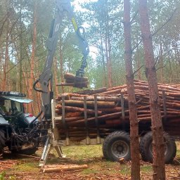 LasRol Jaworscy Mateusz Jaworski - Ciężki traktor z dźwigiem załadowuje ścięte pnie drzew na przyczepę w lesie sosnowym. Widoczne ścięte gałęzie i pnie na ziemi.