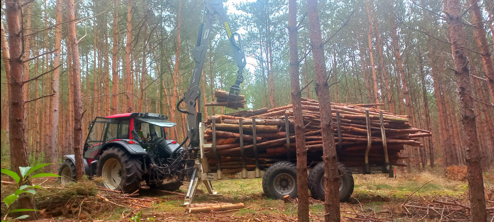 Ciężki traktor z dźwigiem załadowuje ścięte pnie drzew na przyczepę w lesie sosnowym. Widoczne ścięte gałęzie i pnie na ziemi.