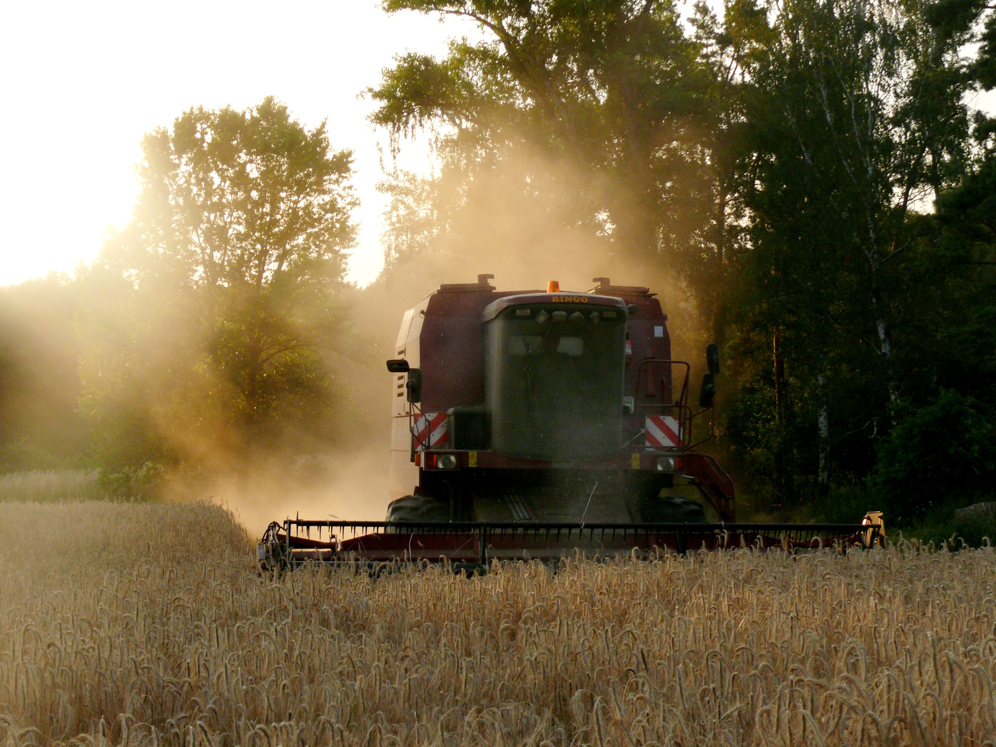 Kombajn w polu zboża podczas żniw, unoszący tumany kurzu w promieniach zachodzącego słońca. Widoczne drzewa w tle.