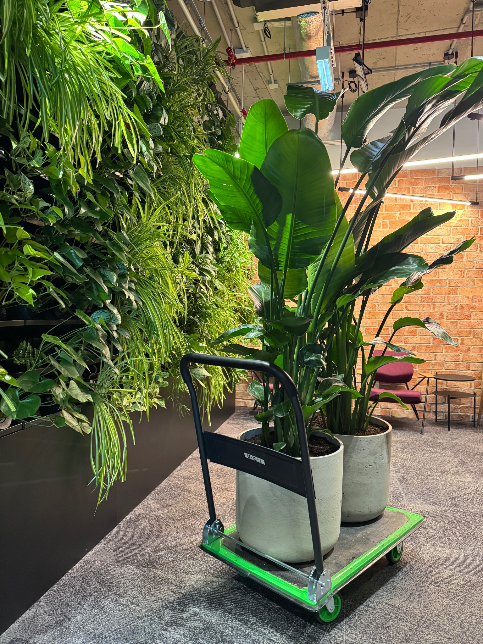 Wnętrze biura z zieloną ścianą i dwoma dużymi roślinami w donicach na wózku transportowym. Ceglana ściana w tle, nowoczesne oświetlenie.
