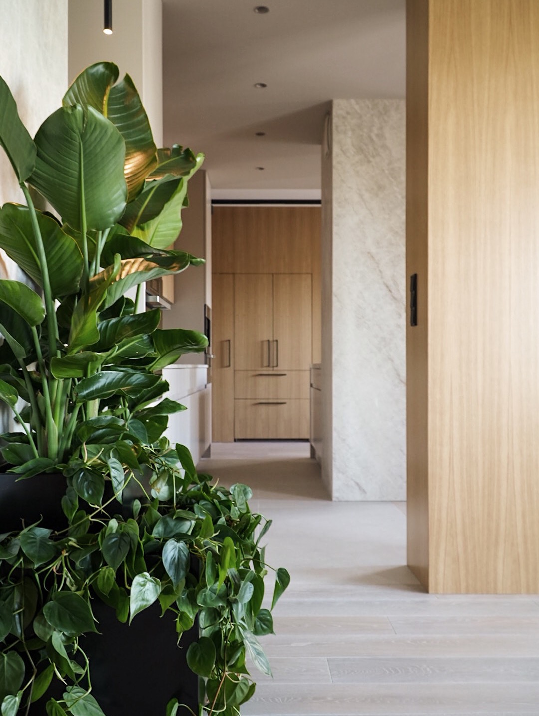 Stylowe wnętrze z dużą rośliną doniczkową na pierwszym planie, widok na kuchnię z drewnianymi szafkami i marmurowym wykończeniem. Minimalistyczny design, jasne kolory.