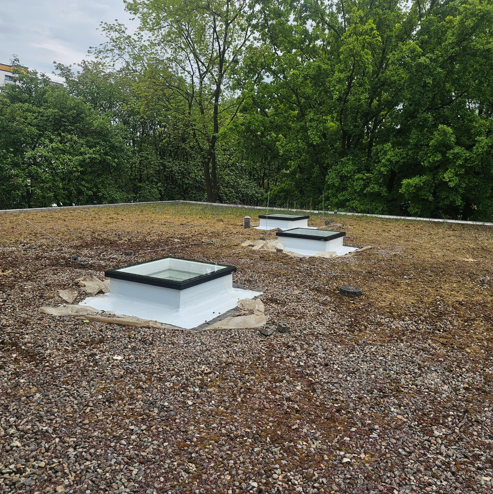 Zielony dach z trzema świetlikami o czarnych ramach i białych obudowach, pokryty drobnym żwirem i mchem, z drzewami w tle.