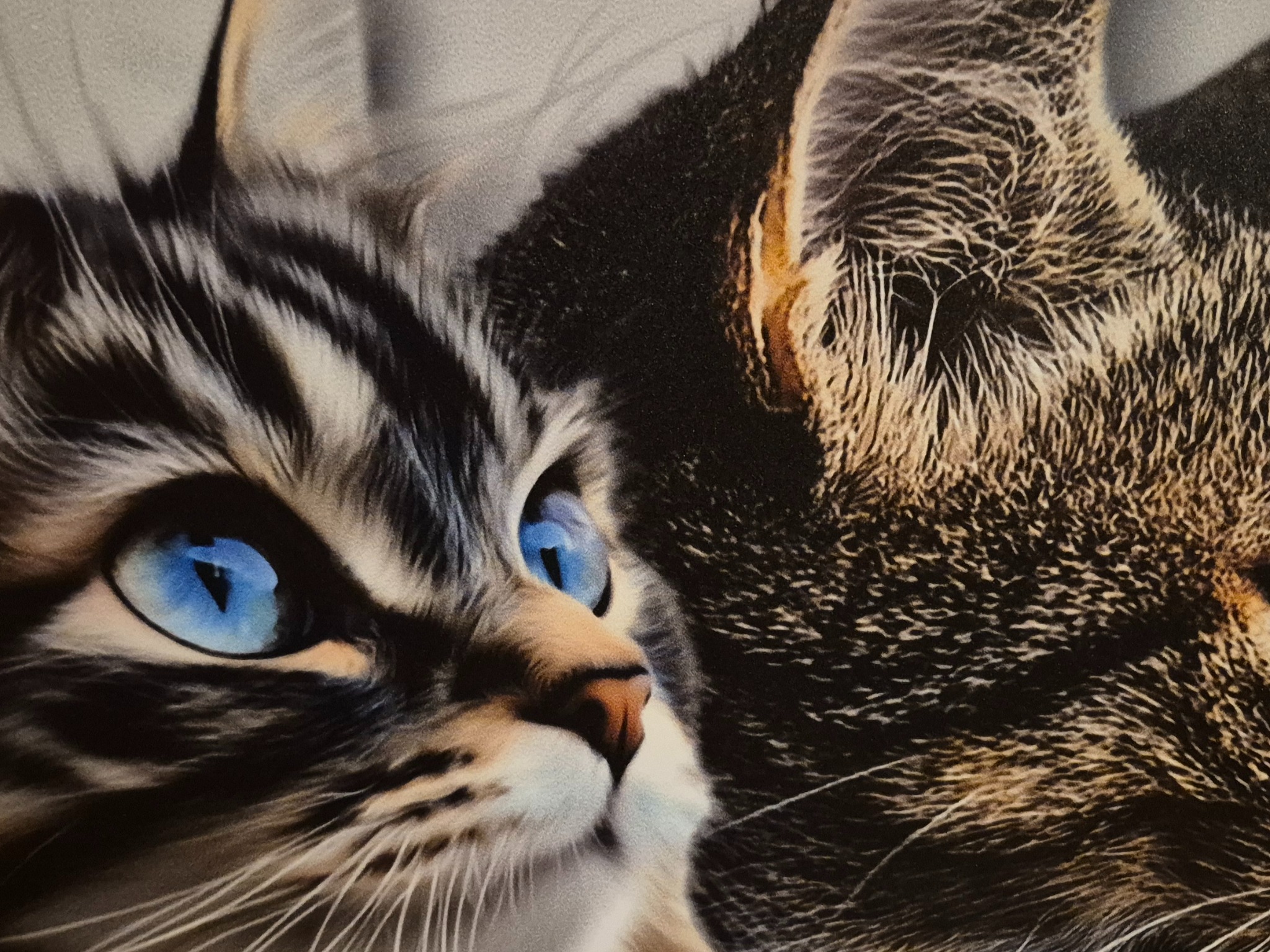 Zbliżenie na fragment fototapety z wizerunkiem dwóch kotów. Jeden z nich ma intensywnie niebieskie oczy i pręgowane futro, drugi jest w odcieniach brązu i czerni.