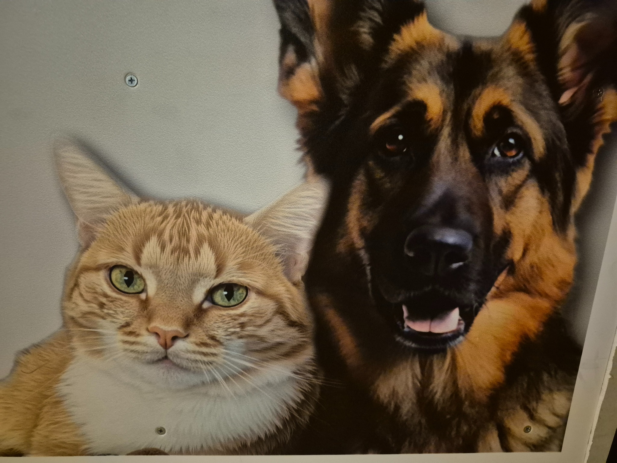 Fototapeta z wizerunkiem rudego kota i owczarka niemieckiego, widoczna na ścianie z wkrętem, tworząca przytulny akcent dekoracyjny.