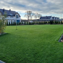 JANBUD - Świeżo założony trawnik z rolki na tle nowych domów i tuj, z widocznymi zwojami węży nawadniających przy obrzeżu. Idealnie równa powierzchnia trawy.