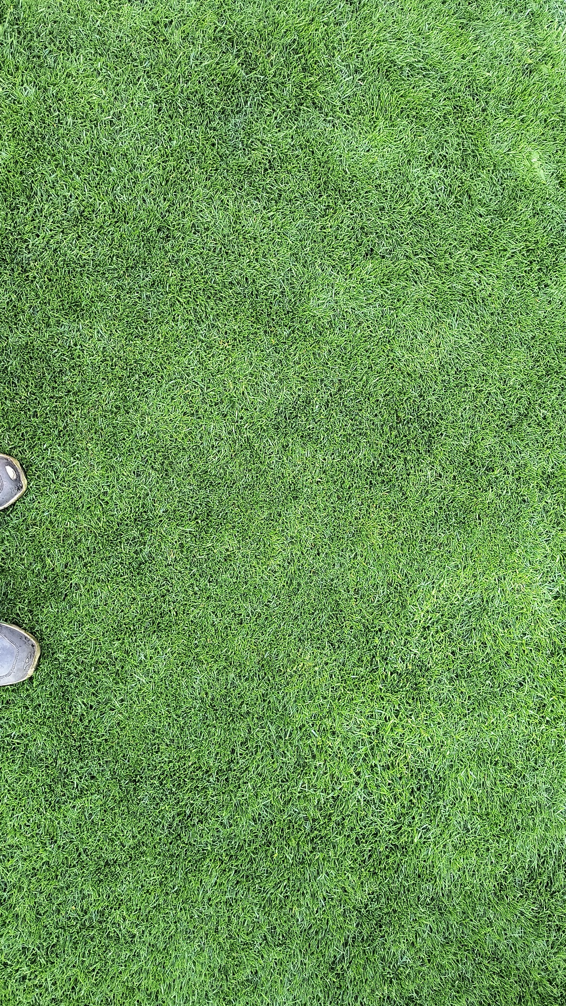 Gęsta, soczysta trawa z bliska, z fragmentami butów w lewym dolnym rogu. Intensywna zieleń, równomierne oświetlenie, brak widocznych chwastów. Idealny trawnik.