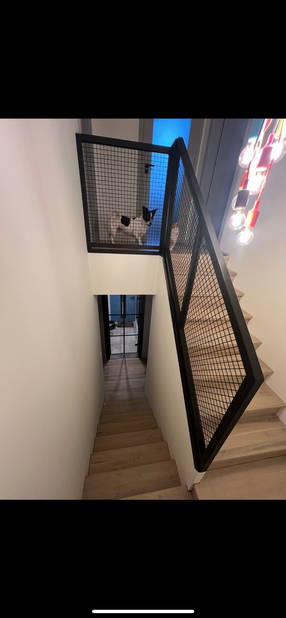 Nowoczesne schody z metalową balustradą z siatki, widziane z góry. Pies spogląda zza balustrady na górnym poziomie. Nietypowe oświetlenie w tle.